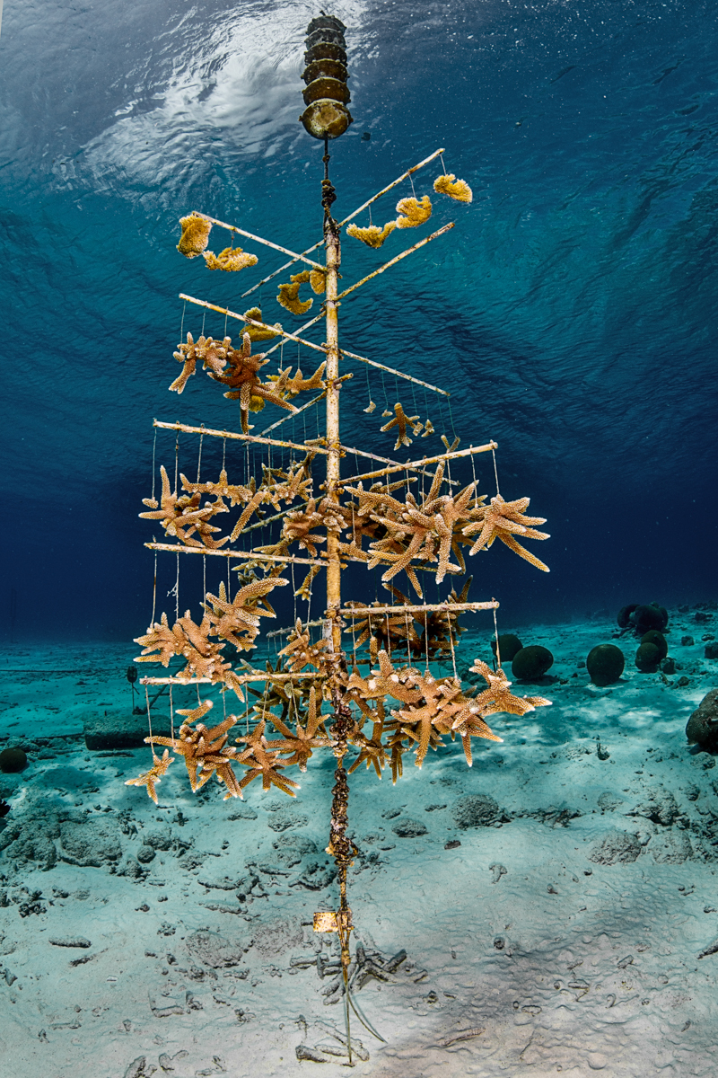 Coral Restoration Project on Bonaire | Lorenzo Mittiga