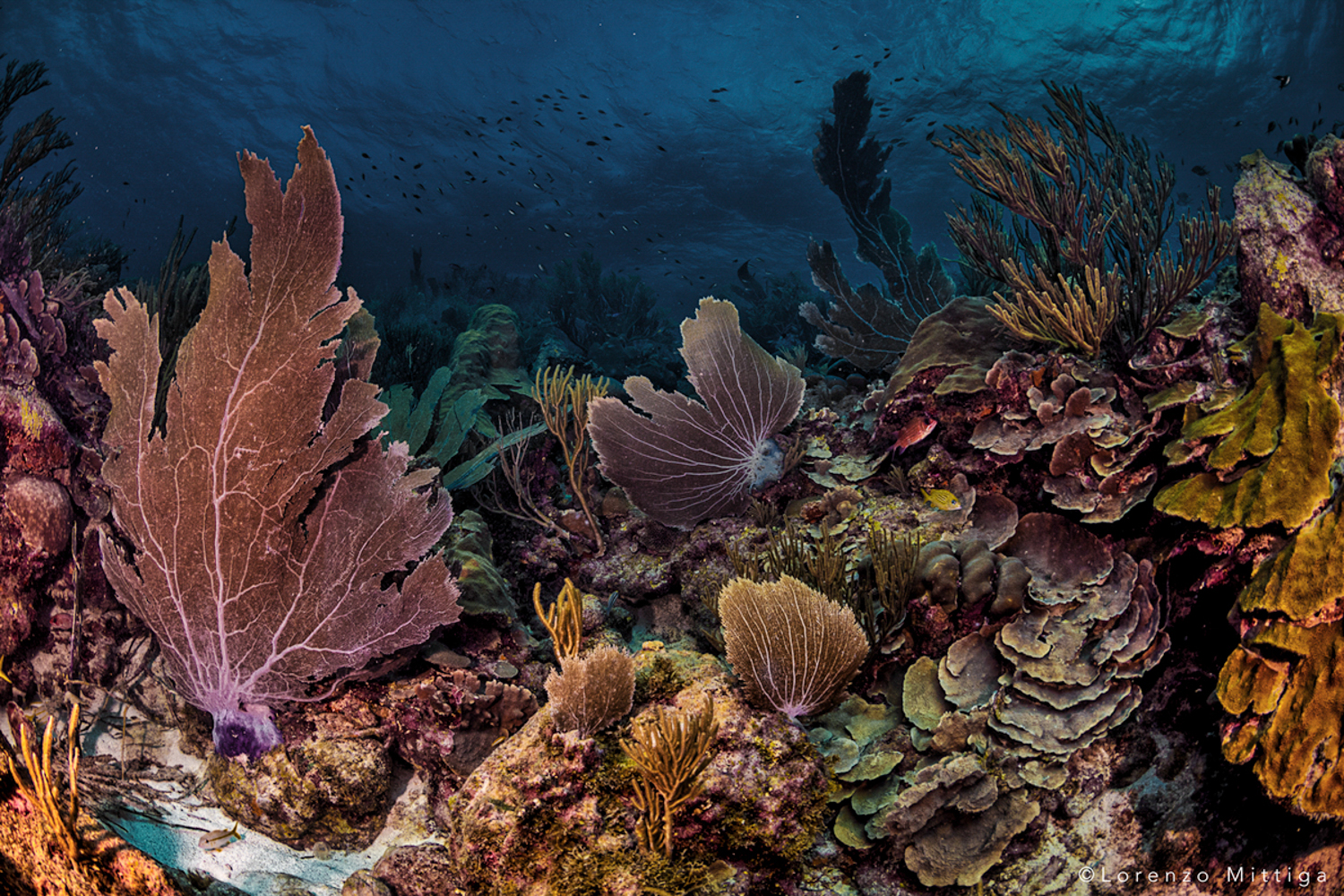 Coral Restoration On Bonaire | Lorenzo Mittiga